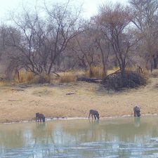 MARK DEDEKIND HUNTING SAFARIS