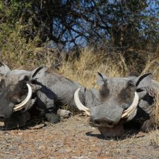 MARK DEDEKIND HUNTING SAFARIS