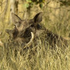 MARK DEDEKIND HUNTING SAFARIS