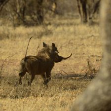 MARK DEDEKIND HUNTING SAFARIS