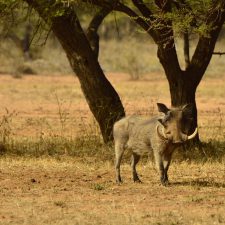 MARK DEDEKIND HUNTING SAFARIS