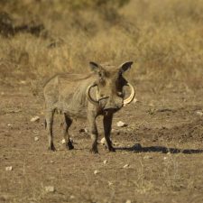 MARK DEDEKIND HUNTING SAFARIS