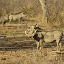 MARK DEDEKIND HUNTING SAFARIS