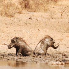 MARK DEDEKIND HUNTING SAFARIS