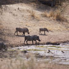 MARK DEDEKIND HUNTING SAFARIS