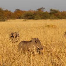 MARK DEDEKIND HUNTING SAFARIS