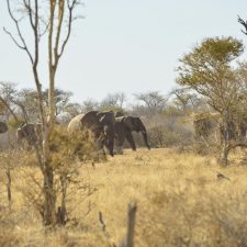 MARK DEDEKIND HUNTING SAFARIS