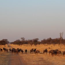 MARK DEDEKIND HUNTING SAFARIS