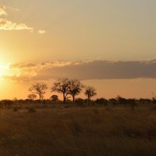 MARK DEDEKIND HUNTING SAFARIS