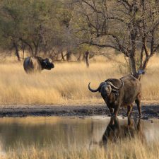 MARK DEDEKIND HUNTING SAFARIS
