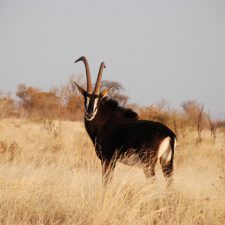 MARK DEDEKIND HUNTING SAFARIS