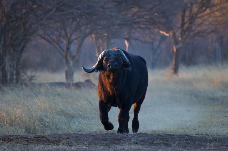 MARK DEDEKIND HUNTING SAFARIS
